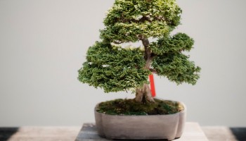 Automatisch bomen planten met de bunq Green Card